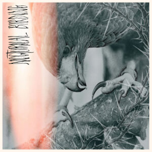 Author & Punisher - Nocturnal Birding